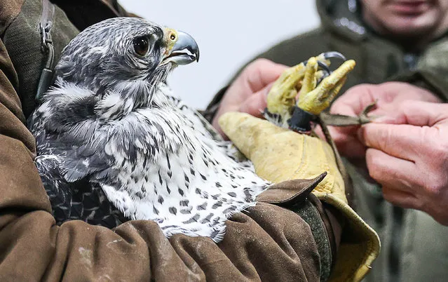 A gyrfalcon delivered with the first batch of birds from Germany at the Kamchatka falcon breeding center in Petropavlovsk-Kamchatsky, Russia on February 11, 2022. The International Center for the Reintroduction and Conservation of Rare Species of Birds of Prey has received 83 birds as a breeding stock to expand the population of the Kamchatka gyrfalcons, listed as an endangered species. The first generation of nestlings is expected to be bred at the center the upcoming spring. (Photo by Yelena Vereshchaka/TASS)