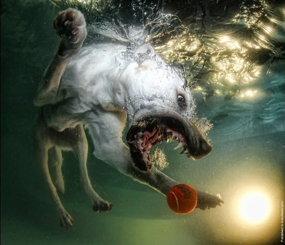 Seth Casteel – Underwater Dog Photographer