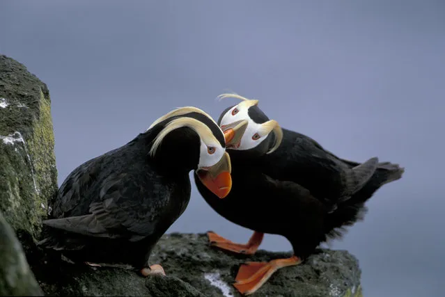Tufted puffins (Fratercula cirrhata) preen on a cliff. A study found between 3,150 and 8,500 seabirds died over a four-month period from October 2016 in the Bering Sea, probably because of climate breakdown. (Photo by Danita Delimont/Alamy Stock Photo)