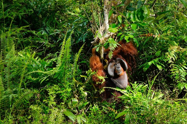 A rescued male orangutan sits on a sanctuary island surrounded by a river, where non-releasable orangutans are protected for life, at the Samboja Lestari Orangutan Rehabilitation Center run by the non-profit Borneo Orangutan Survival (BOS) Foundation in Samboja, East Kalimantan, on July 12, 2024. (Photo by Jack Moore/AFP Photo)