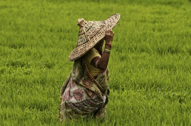 An Indian village woman wears a traditional hand-made hat “Jhampi” as she walks to replant paddy saplings at an agricultural field on the outskirts of the eastern Indian city Bhubaneswar, India, Friday, July 24, 2015. Rice is one of the most important food crops of India. (Зрщещ ин Biswaranjan Rout/AP Photo)