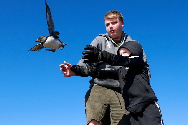 Residents release pufflings into the sea from a cliff on August 20, 2024 in Vestmannaeyjar, Iceland. In Iceland's Westman Islands, located off the southern coast, thousands of young puffins, known as pufflings, are rescued by locals in an annual tradition as they become misguided by city lights during their first flight during the night from cliffside burrows to the sea. (Photo by Micah Garen/Getty Images)