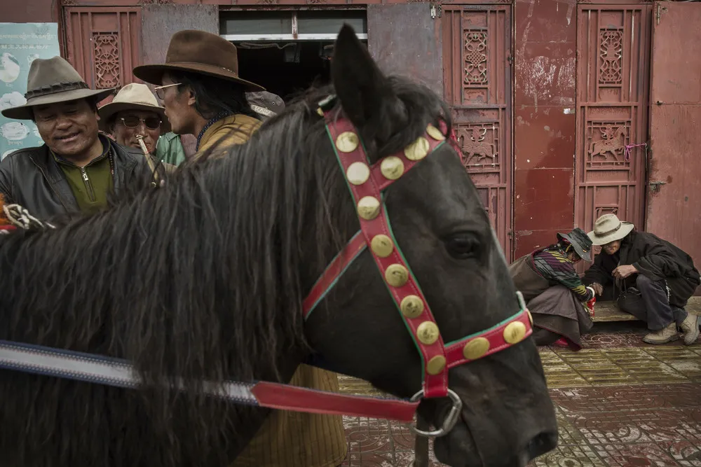 Cordyceps Fungus Hunters on the Tibetan Plateau