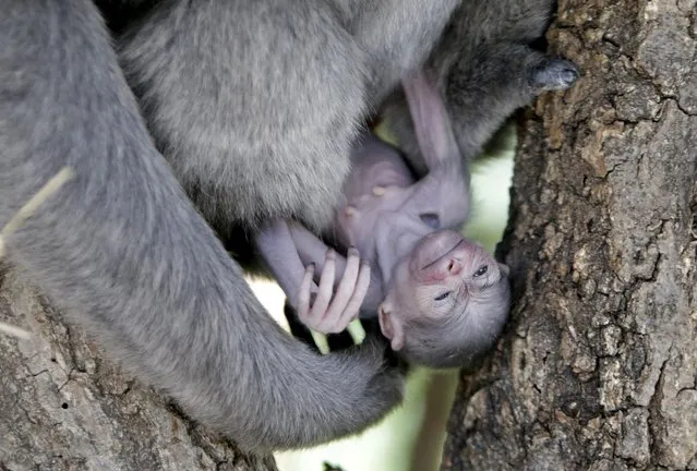 A newly born Silvery Gibbon baby is held by its mother Alangalang at Prague Zoo, Czech Republic, July 30, 2015. (Photo by David W. Cerny/Reuters)