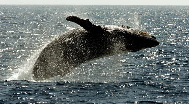 In this January 23, 2005 file photo, a humpback whale leaps out of the water in the channel off the town of Lahaina on the island of Maui in Hawaii. (Photo by Reed Saxon/AP Photo)