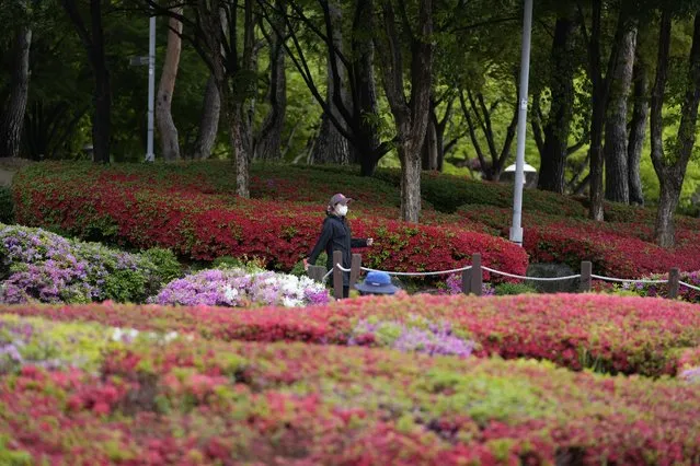 A woman wearing a face mask to help curb the spread of the coronavirus walks near the flowers at a park in Seoul, South Korea, Friday, April 29, 2022. (Photo by Lee Jin-man/AP Photo)