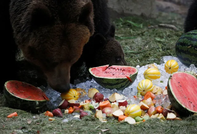 A bear cub and its mother bear eats fruits chilled by ice on a hot day at an amusement park in Yongin, South Korea, June 21, 2017. (Photo by Kim Hong-Ji/Reuters)