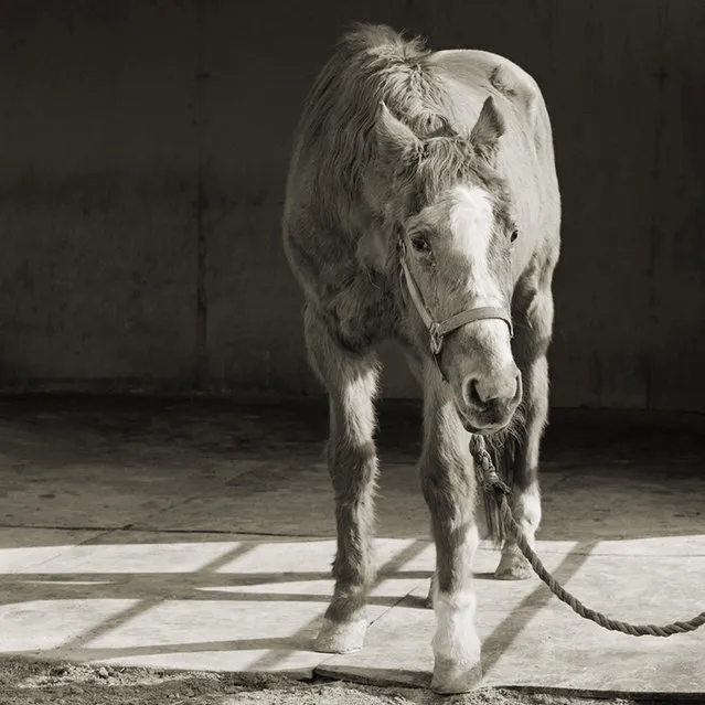 Handsome One, Thoroughbred Horse, Age 33