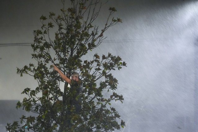 Chris Nation, of Commerce, Ga., climbs a tree and gestures while hanging out with coworkers outside the hotel where they are riding out Hurricane Milton, Wednesday, October 9, 2024, in Tampa, Fla. Nation, who works for a towing company, was deployed with colleagues to Florida to aid in the aftermath of the storm. (Photo by Julio Cortez/AP Photo)