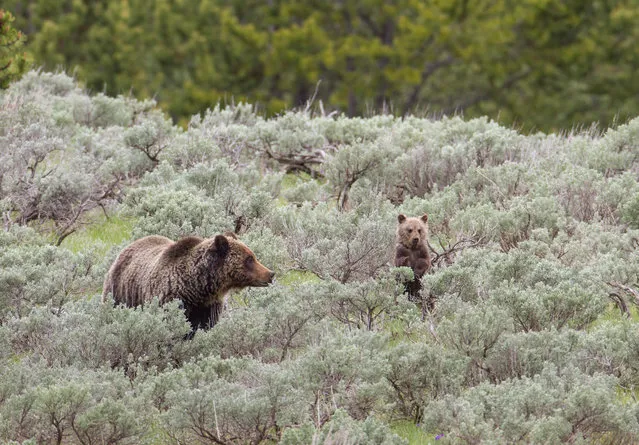 A grizzly bear sow and her cubs walk through the underbrush in Yellowstone national park, Wyoming, US on June 20, 2016. (Photo by NPS Photo/Alamy Stock Photo)