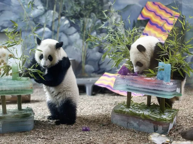 Giant panda cub twins Mei Huan (R) and Mei Lun (L) celebrate their first birthday with specially prepared ice cakes at Zoo Atlanta in Atlanta, Georgia, USA, 15 July 2014. The pair, who were born to mother Lun Lun and father Yang Yang on 15 July 2013, were treated to bamboo, bananas and vanilla flavoring in the ice cakes. (Photo by Erik S. Lesser/EPA)