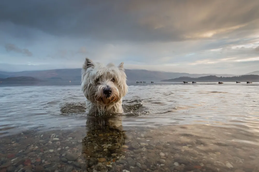 Kennel Club Dog Photographer of the Year 2016