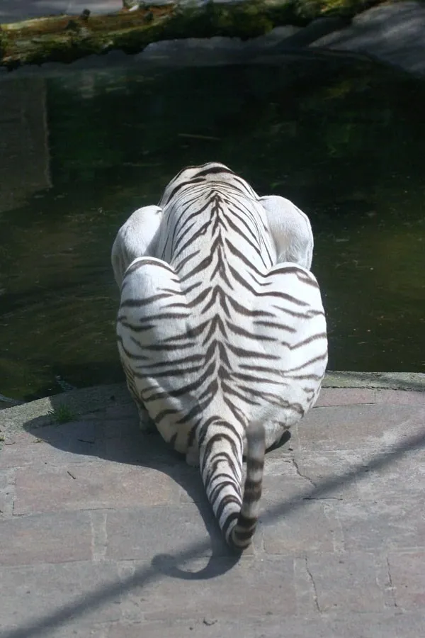 White Tigers