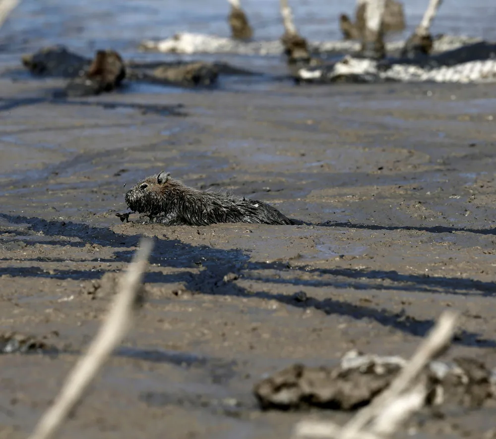 Severe Drought Threatens Caimans in Paraguay's Pilcomayo River