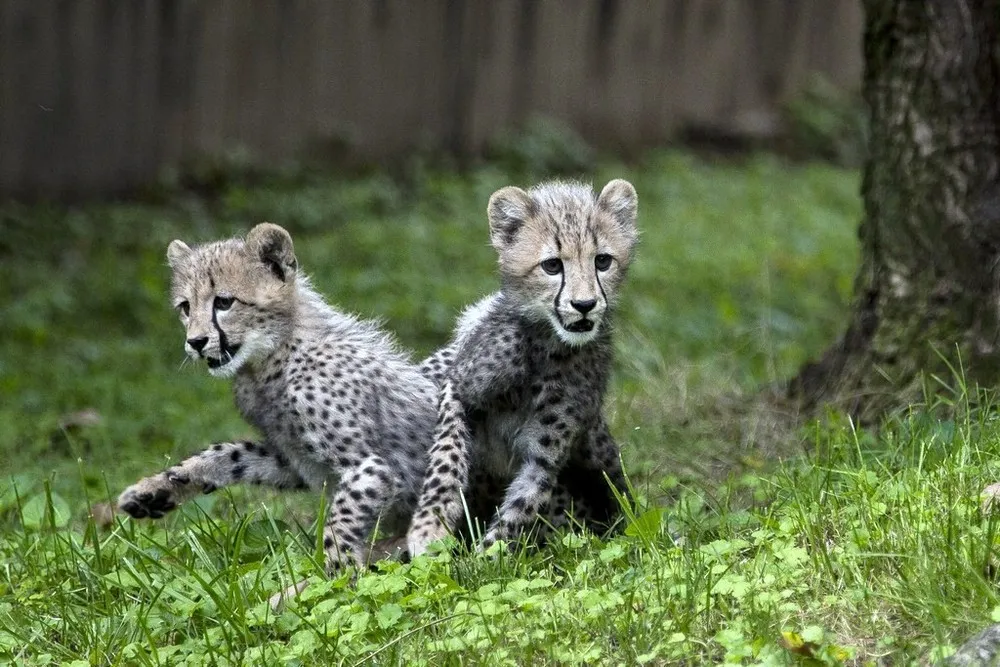 Three Month Old Cheetah Cubs Make Their Debut At Washington's Smithsonian Zoo