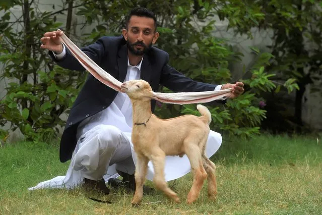 Breeder Mohammad Hasan Narejo displays the ears of his kid goat Simba, in Karachi on July 6, 2022. A kid goat with extraordinarily long ears has become something of a media star in Pakistan, with its owner claiming a world record that may or may not exist. (Photo by Asif Hassan/AFP Photo)