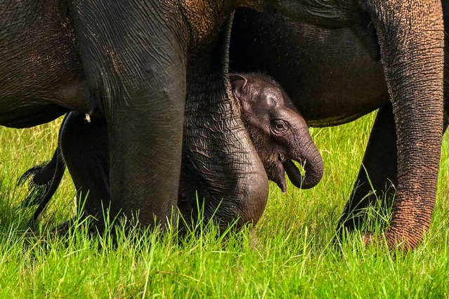 An Asian elephant calf strolls through a field with its herd at Minneriya National Park in Sri Lanka's North Central Province on November 6, 2024. (Photo by Ishara S. Kodikara/AFP Photo)