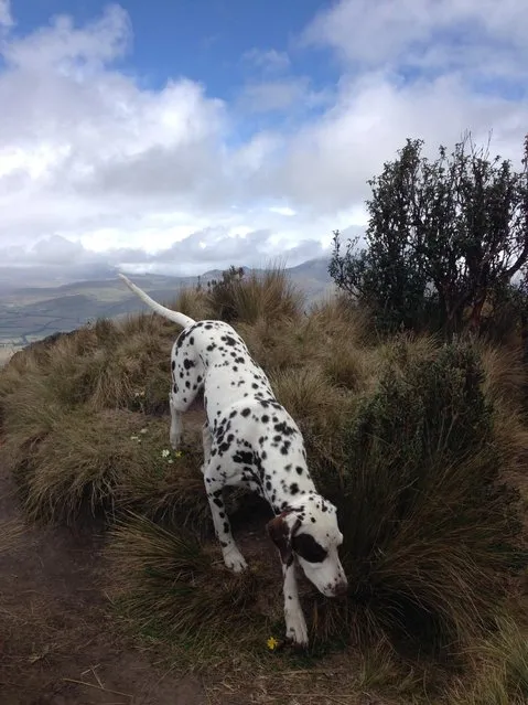 “Milo at the Summit of Pasochoa, Ecuadorian Andes”. Laura Catania, 25, of Arlington, went on a hike organized by the Secret Garden Hostel, but the hostel's dogs, Milo among them, soon became the guides to the extinct volcano in July 2014. (Photo by Laura Catania)