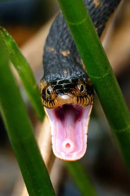 Third Place, Close-Ups. “My, What A Big Mouth You Have!” (Photo by Jo Ann Ricchiuti/The Palm Beach Post)