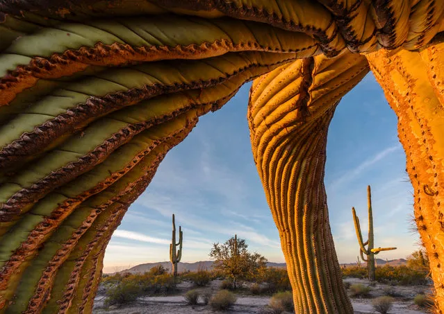 Saguaro twist by Jack Dykinga (US). These emblematic saguaro cacti in Arizona’s Sonoran Desert National Monument tower at more than 12 metres. The roots weave a maze just below the surface, radiating as far as the plant is tall, to absorb precious rainfall. The saturated limbs are vulnerable to hard frost – their flesh may freeze and crack, while the mighty arms twist down under their loads. Finalist 2017, Plants and Fungi. (Photo by  Jack Dykinga/2017 Wildlife Photographer of the Year)
