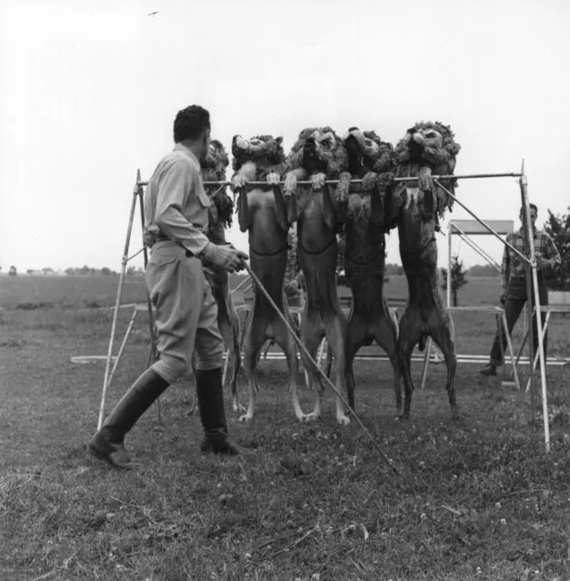 Animal trainer Robert Baudy with a group of boxer dogs that he has dressed and trained to perform like circus lions, circa 1956. (Photo by Don)