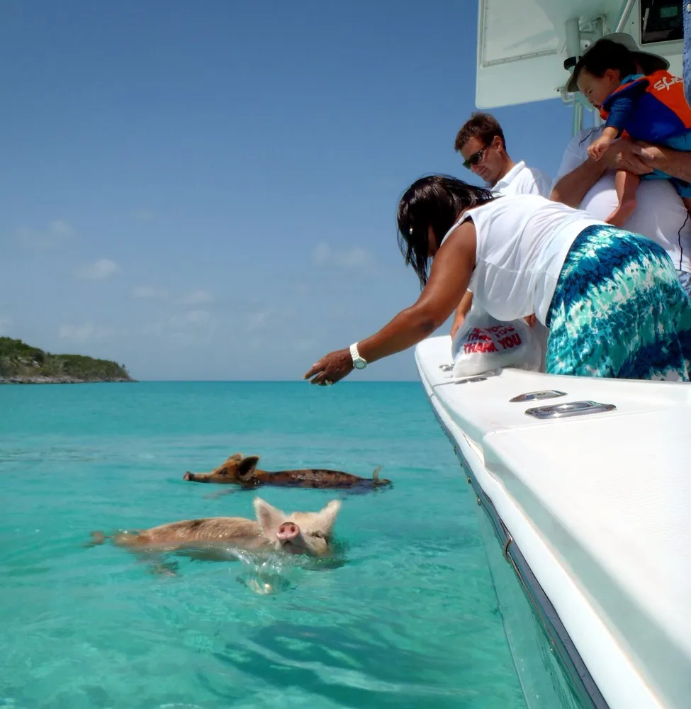 Cute Friendly Swimming Pigs in Bahamas