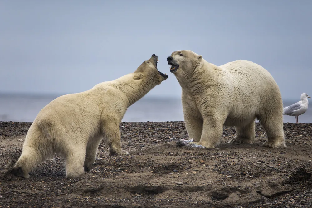 Polar Bears find Sanctuary in Alaskan Village