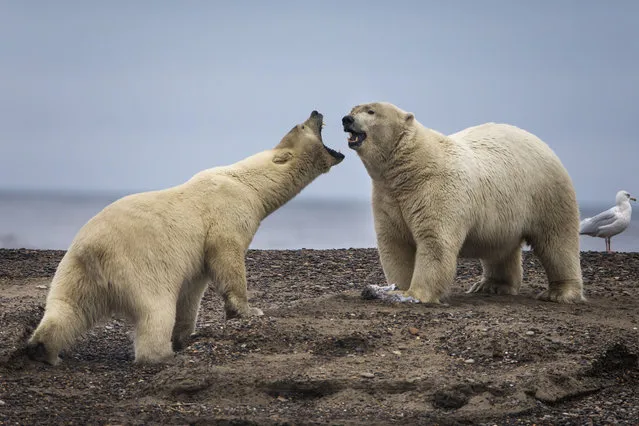 Polar bears gather on a barrier island after feasting on the remains of a bowhead whale, harvested legally by whalers during their annual subsistence hunt, just outside the Inupiat village of Kaktovik, Alaska, USA, 11 September 2017. (Photo by Jim Lo Scalzo/EPA/EFE)