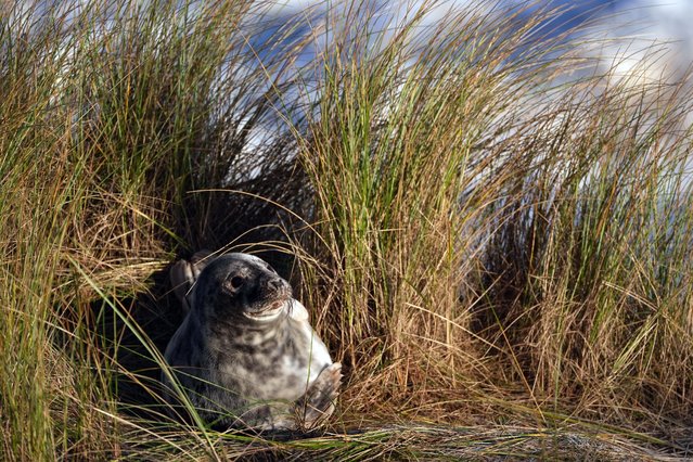 A young grey seal in the dunes at Horsey in Norfolk on Friday, January 3, 2025, as the pupping season draws to a close at one the UK's most important sites for the mammals. Wardens from the Friends of Horsey Seals have done their final count and announced 3246 pups have been born this season. (Photo by Joe Giddens/PA Images via Getty Images)