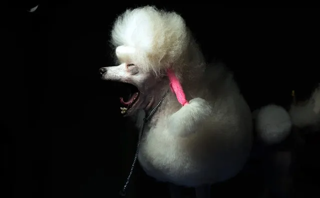 This photo taken on September 7, 2014 in Hangzhou shows a mini poodle yawning before he competes during a dog show. For three days the annual event sees around hundred dogs competing in three categories named: best of breed, best in group and best in show. (Photo by Johannes Eisele/AFP Photo)