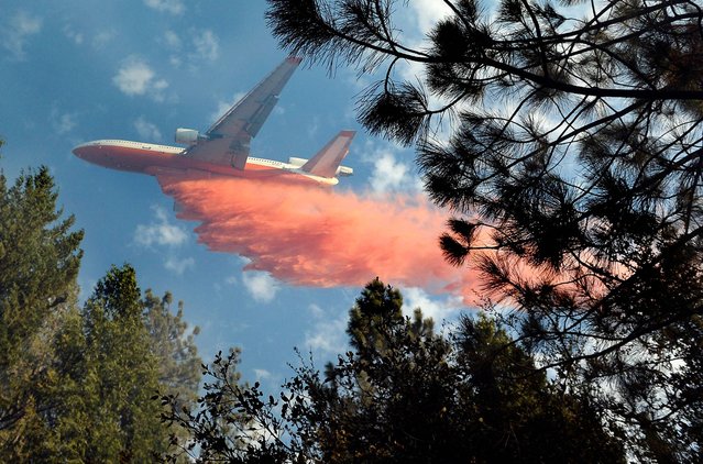 A jet air tanker drops its load of fire retardant on a fire burning in the area of Cedar Drive in Oakhurst, Calif., Sunday, September 14, 2014, as two raging wildfires in the state forced hundreds of people to evacuate their homes. The California Department of Forestry and Fire Protection said flames damaged or destroyed 21 structures. (Photo by Mark Crosse/AP Photo/The Fresno Bee)
