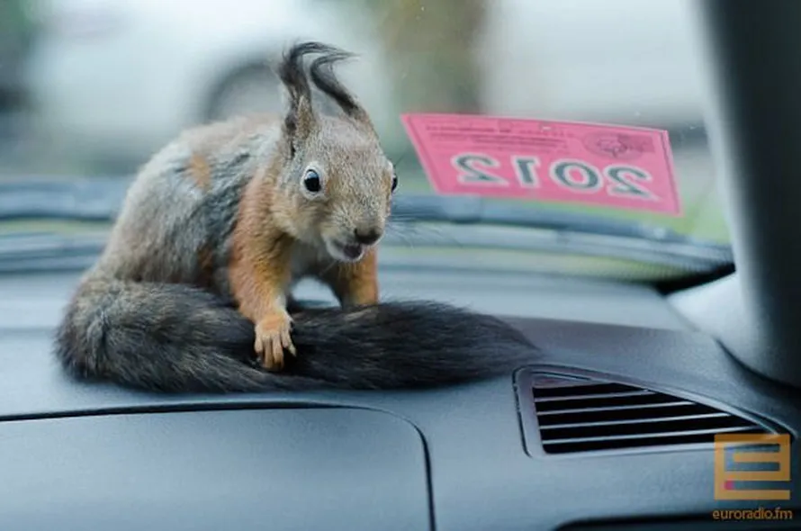 Little Squirrel Worked with the Taxi Driver