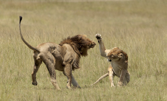 In the Masai Mara, Kenya in the last decade of January 2025, a fight breaks out between a female lion and the male who was courting her, but tried to mate too soon. (Photo by Ann Aveyard/Caters News Agency)