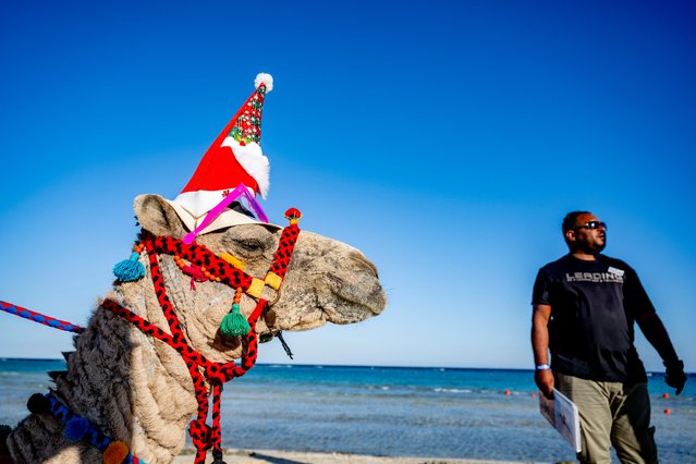 A camel in a Santa hat on the beach in Egypt in the second decade of December 2024, where Coptic Christians will celebrate Christmas on January 7. (Photo by RUT/Splash News and Pictures)