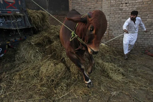 A man unloads a cow from a truck at a cattle market ahead of the Eid-al-Adha festival in Peshawar September 29, 2014. Muslims around the world celebrate Eid al-Adha by the sacrificial killing of sheep, goats, cows and camels to commemorate Prophet Abraham's willingness to sacrifice his son Ismail on God's command. (Photo by Fayaz Aziz/Reuters)