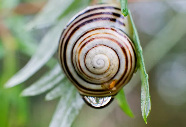 A raindrops hangs on the shell of a snail sitting on a leaf on September 14, 2015 near Burgdorf close to Hanover, central Germany. (Photo by Julian Stratenschulte/AFP Photo/DPA)