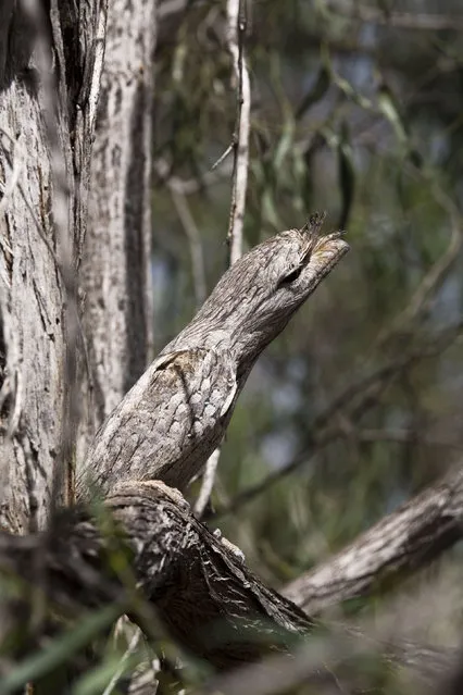 Tawny mouthfrog among a jumble of branches in Western Australia. (Photo by Gavin Parsons/Caters News/Ardea)