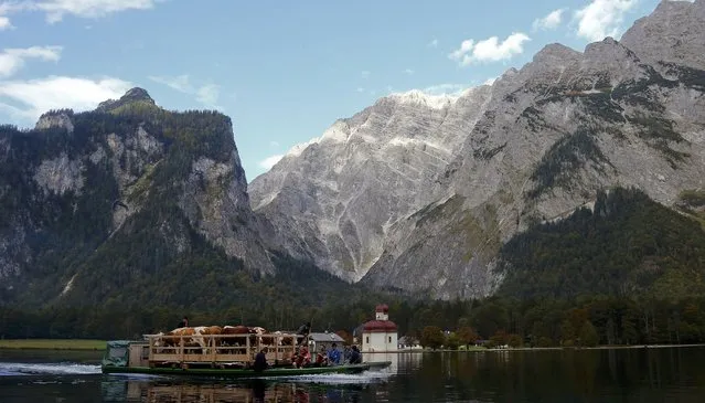 Bavarian farmers transport their cows on a boat over the picturesque Lake Koenigssee, Germany, October 3, 2015. (Photo by Michael Dalder/Reuters)