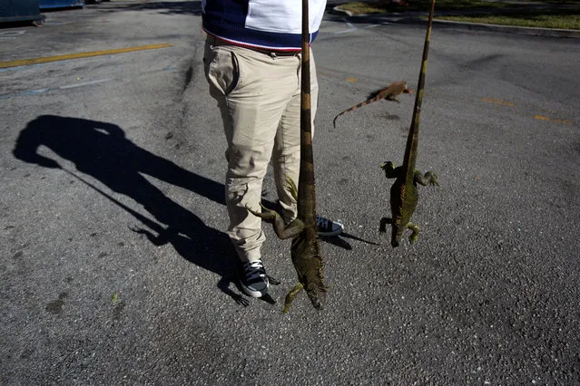A man carries two cold stunned iguanas that were found near a local pond due to the extreme cold weather in Lake Worth, Florida on January 5, 2018. (Photo by Saul Martinez/Reuters)
