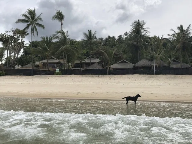 A stray dog stands in front of a shuttered luxury hotel on the popular tourist island of Koh Phangan, Thailand, on Thursday, July 2, 2020. While the hotel has since reopened, Tourism in Thailand has taken a severe hit because of travel restrictions prompted by the coronavirus pandemic, leaving many popular beaches nearly empty. (Photo by Adam Schreck/AP Photo)