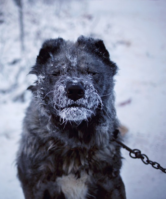 A breed of dog known as the laika has adapted to the cold of the region, though some of the dogs are clearly uncomfortable through nights outdoors. (Photo by Amos Chapple/Courtesy Images/RFE/RL)