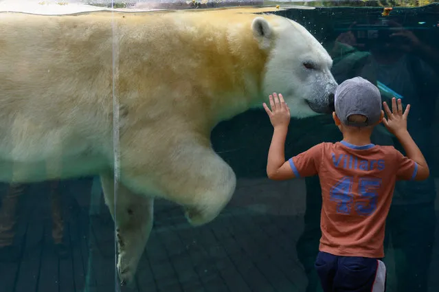 A young boy watches a polar bear at the Mulhouse zoo, eastern France, on august 28, 2020. (Photo by Sebastien Bozon/AFP Photo)
