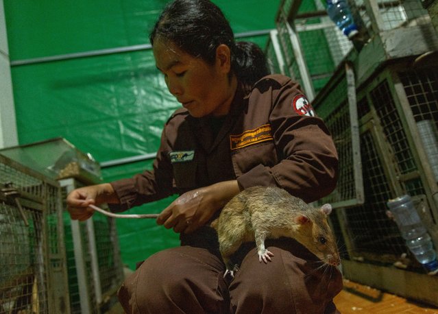 Mott Sreymom, 34, a rat handler with the humanitarian demining organization APOPO, applies sunblock to an African giant pouched rat in preparation for a day of demining in Siem Reap, Cambodia on Tuesday, June 10, 2025. (Photo by Anton L. Delgado/AP Photo)