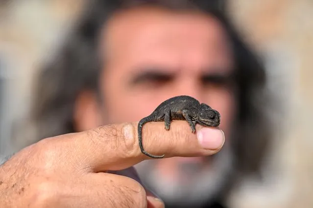 The chameleon (Chamaeleo chamaeleon) found in a school's warehouse is seen in Van, Turkiye on January 27, 2023. The baby chameleon, considered to have arrived among the items, is brought to the Van Yuzuncu Yil University Wildlife Protection and Rehabilitation Center and will be sent to a suitable habitat after treatment. (Photo by Ozkan Bilgin/Anadolu Agency via Getty Images)