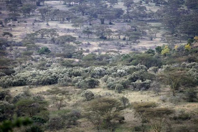 Trees are seen in Lake Nakuru National Park, Kenya, August 20, 2015. (Photo by Joe Penney/Reuters)