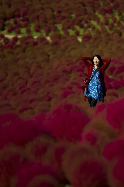 A woman walks in a field of fireweed, or Kochia scoparia, on a sunny autumn day at the Hitachi Seaside Park in Hitachi, north of Tokyo, October 26, 2015. (Photo by Thomas Peter/Reuters)