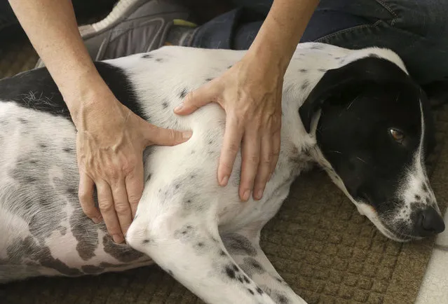 In this November 6, 2014 photo, Shelah Barr of Happy Hounds Massage gives a massage to Dewie, 2, at the home of Laurie Ubben in San Francisco. (Photo by Jeff Chiu/AP Photo)
