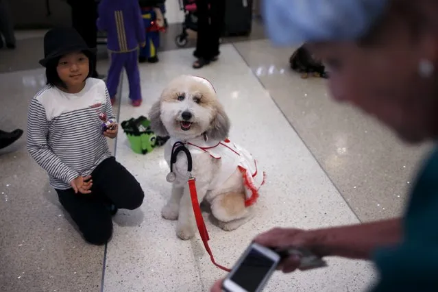 A therapy dog wears a nurse Halloween costume as part of a program to de-stress passengers at the international boarding gate area of LAX airport in Los Angeles, California, United States, October 27, 2015. (Photo by Lucy Nicholson/Reuters)