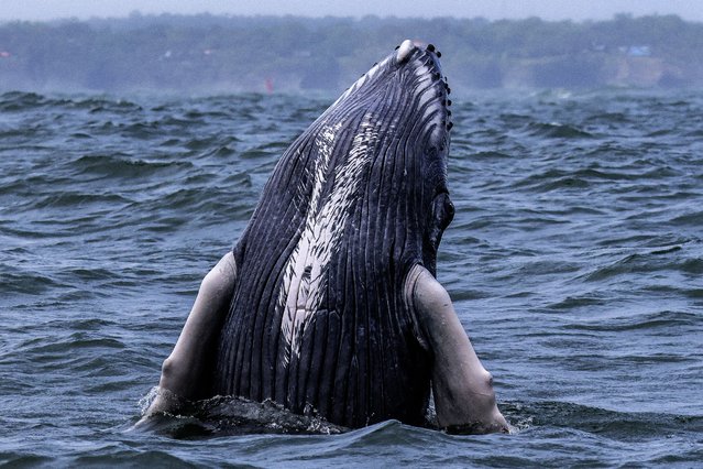 A humpback whale leaps in the waters of the Pacific Ocean at Bahia Malaga Natural Park, Colombia, on August 29, 2025. Every year, between June and November, humpback whales undertake seasonal migration from the Antarctic Peninsula to the equatorial coast of Colombia to breed, feed, and rest. (Photo by Iusef Samir Rojas/AFP Photo)