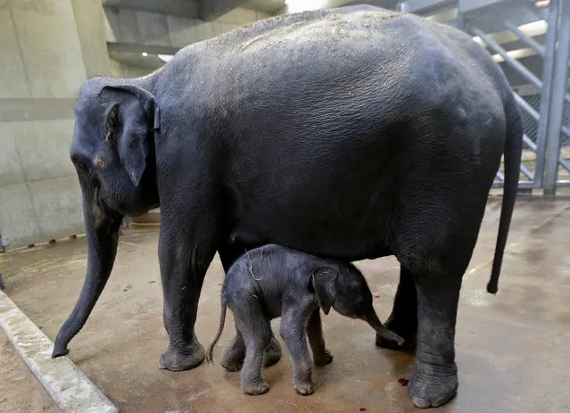 A newly born male Asian elephant calf stands near to its mother Tamara in their enclosure at Prague Zoo, Czech Republic, October 8, 2016. (Photo by David W. Cerny/Reuters)